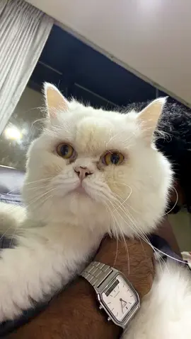 Pure white Persian cat - looking for a new home