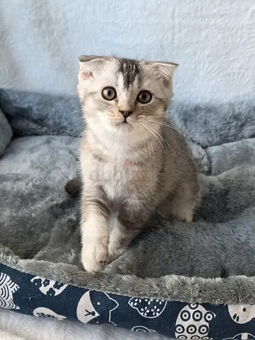 Scottish fold and British shorhair
