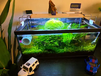 Planted Aquarium Tank with Plants and LED Light - Ready to Go