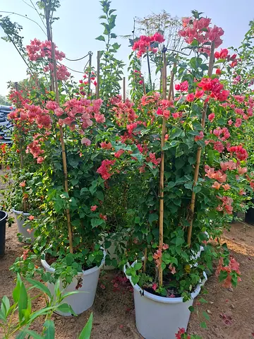 Bougainvillea climbing plants in large pots — healthy, flowering
