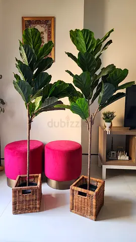 Pair of artificial fiddle leaf fig trees in wicker planters