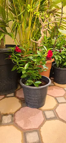 Red Mandeville