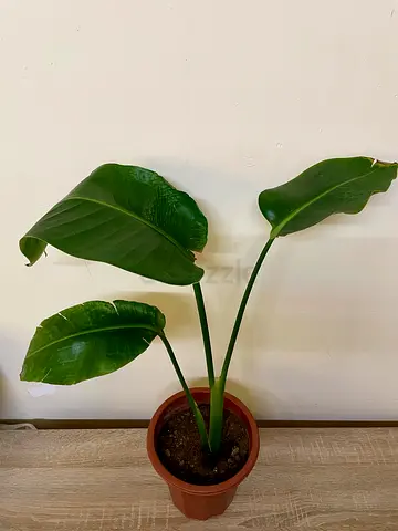 Bird of Paradise