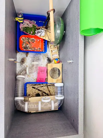 Hamsters wooden cage with full accessories & 5 hamsters, 2 free hamsters cage, hamsters food also.