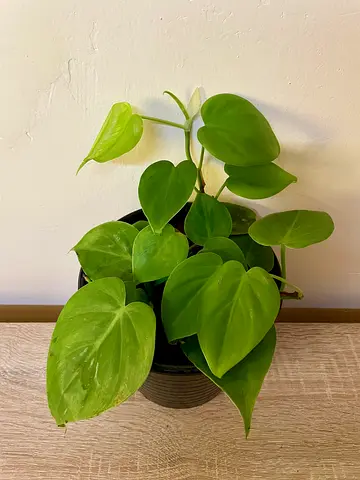 Philodendron