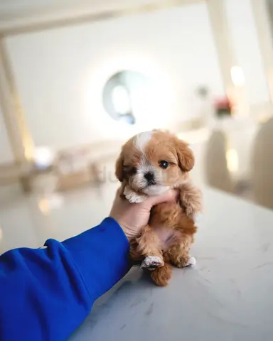 Tiny fluffy puppy - 8 week old Shih Maltipoo (looking for home)
