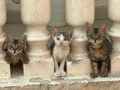 Abandoned kittens for free adoption