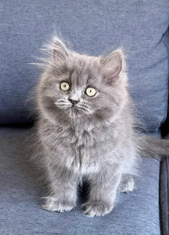 Pure British Longhair Kittens