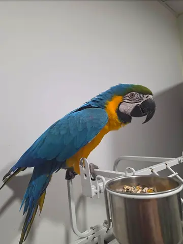 Blue and Gold Macaw - Friendly Hand-Tame Parrot