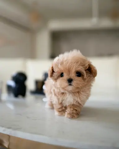 Tiny teacup Maltipoo puppy - 9 weeks, friendly