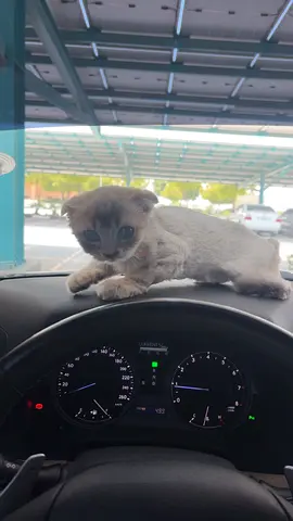 Scottish fold kitten looking for a home — friendly and healthy