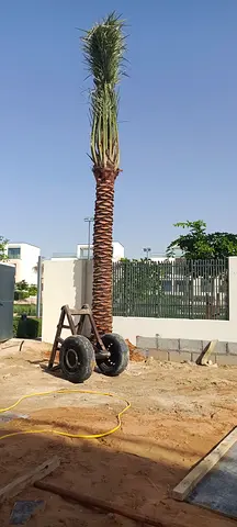 Mature Date Palm Tree (Transplanted) - Healthy, Ready to Plant