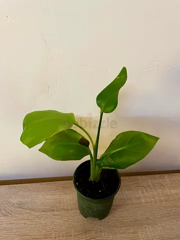 Bird of Paradise (small)