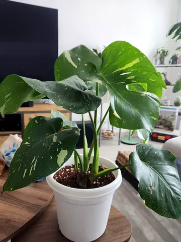Monstera Thai constipation plant.