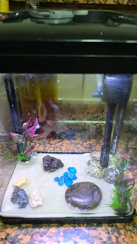 Fish Aquarium for kids