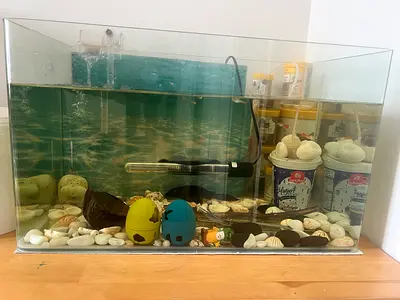 Glass aquarium with Pleco (50x27x30) with all accessories