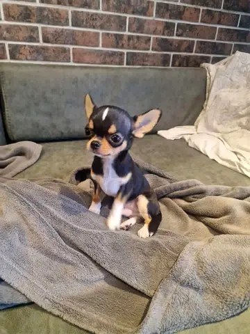 Chihuahua Puppies For Adoption
