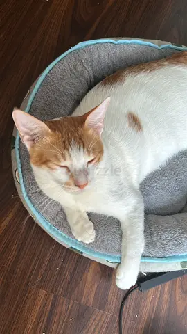 Cat for free adoption