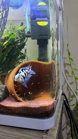 Fish tank with fishes