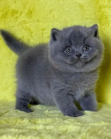 Cute British shorthair looking for new home