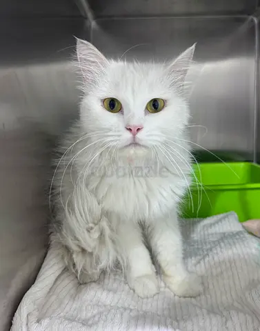 White Long-Haired Female Cat — Adoption