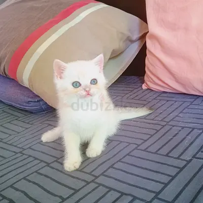 Pure British shorthair boy kitten available