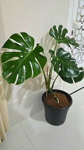 Monstera deliciosa