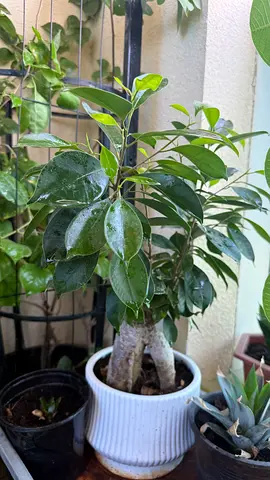 9 flowers indoor and out door for sale together