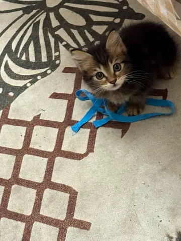 Kitten 2 month for free adoption