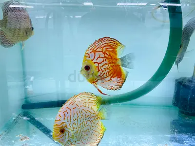 Aquarium