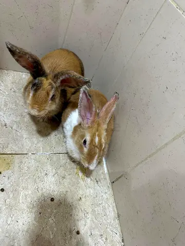 Pair of young rabbits ready for adoption - healthy and friendly