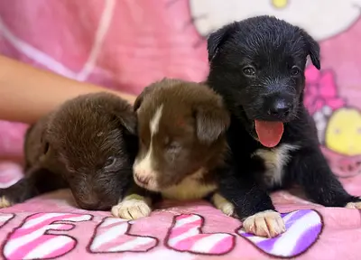 Eight lovely  ⭐ Labrador puppies ⭐  a little over one month old,