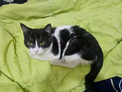 Kitty for urgent adoption