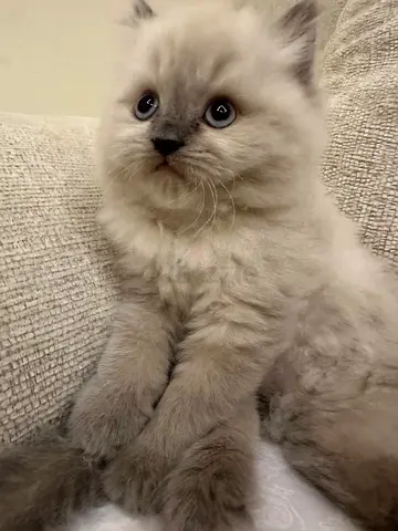 Fluffy British longhair blue point blue eyes 3 Kittens, 51 days old, gentle & playful