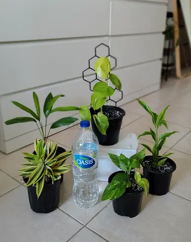 Take all 5 easy to take care indoor plants Final price , last price , best price 60 dhs only