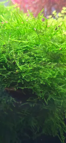 Live aquarium moss - healthy green clumps for planted tank stem 2aed
