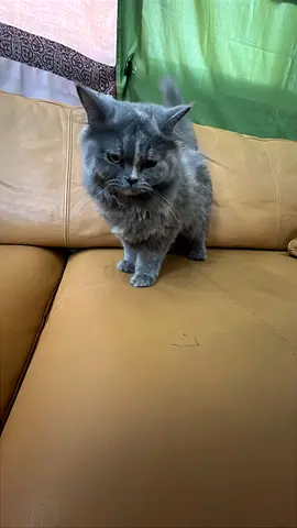 Friendly long-haired grey cat available for rehoming Persian/ Turkish breed
