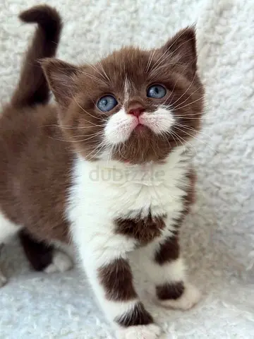British Shorthair Kitten For Adoption