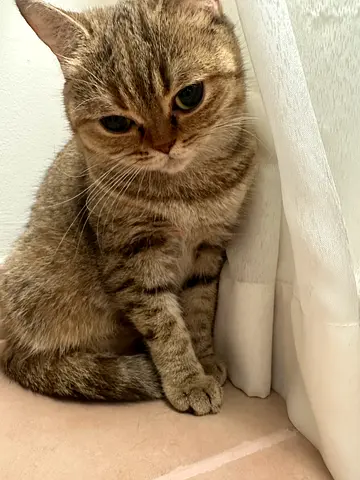 Cat-British shorthair