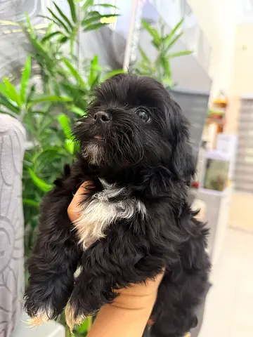 Puppy
