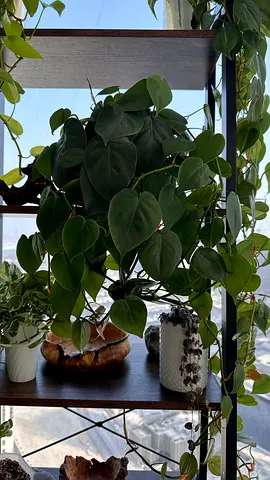 Healthy Heartleaf Philodendron - Indoor Plant