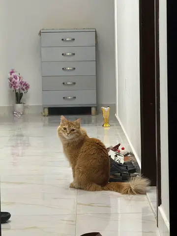 Friendly long-haired ginger cat available for adoption