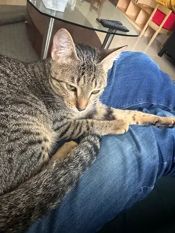 Friendly young cat for adoption