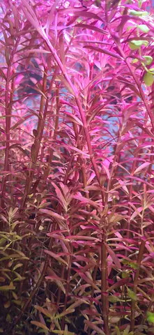 Live aquarium rotaila red- healthy green clumps for planted tank stem 2aed