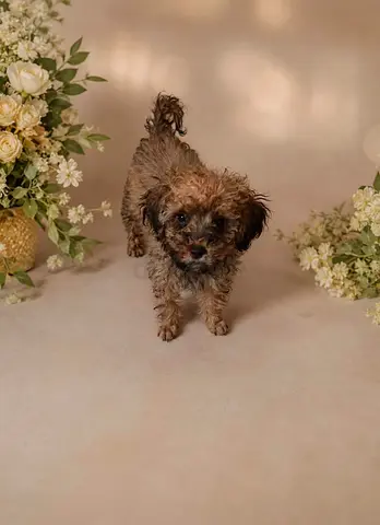 Tecup Poodle Puppy