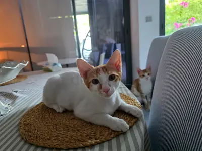 2 friendly young white-and-orange brothers are available for adoption