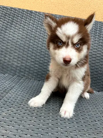 Husky puppies for free adoption