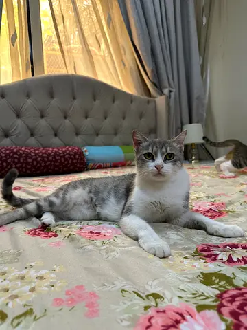 Friendly young rescued cat, named Milli. Available for adoption.