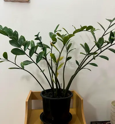 Healthy ZZ Plant (Zamioculcas zamiifolia) in Pot — Low Maintenance Indoor Plant