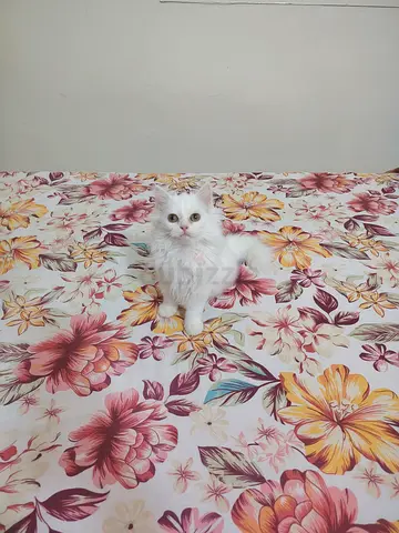 Pure Persian Kitten